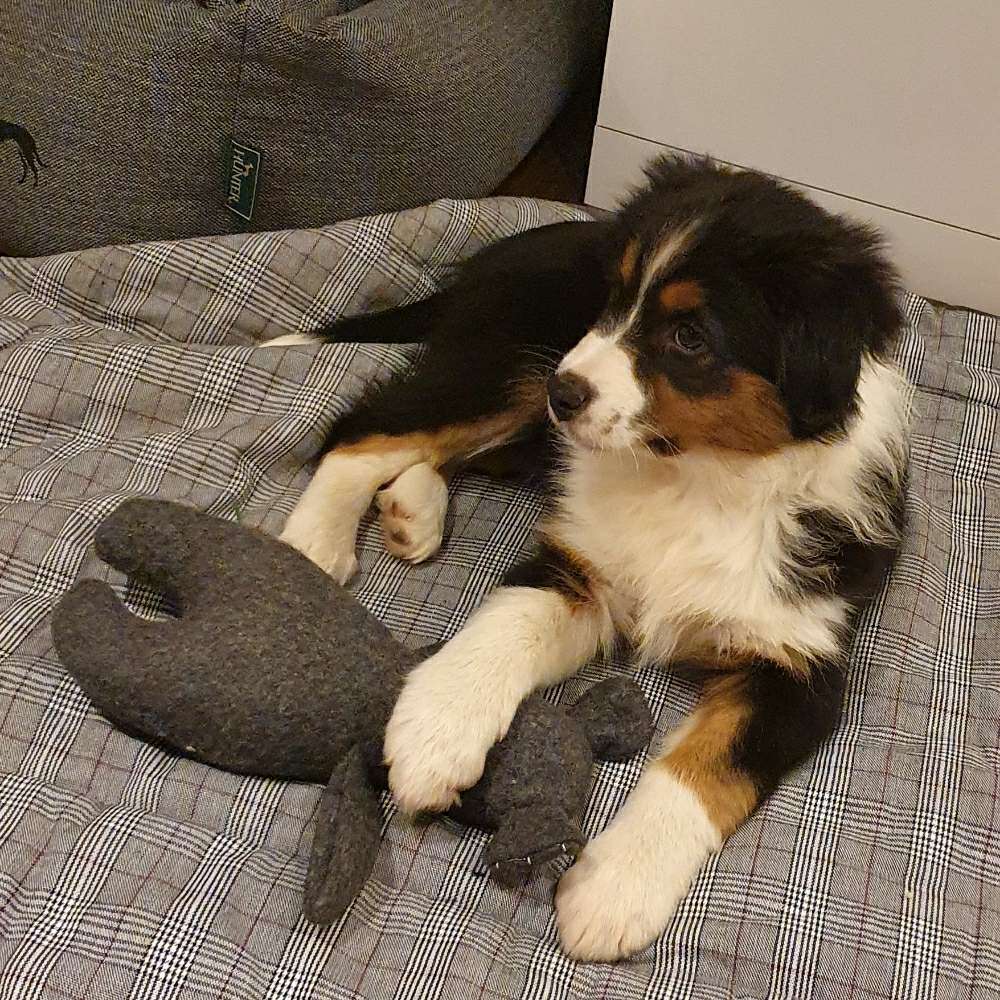 Hundetreffen-Heideviertel Spielrunde-Profilbild