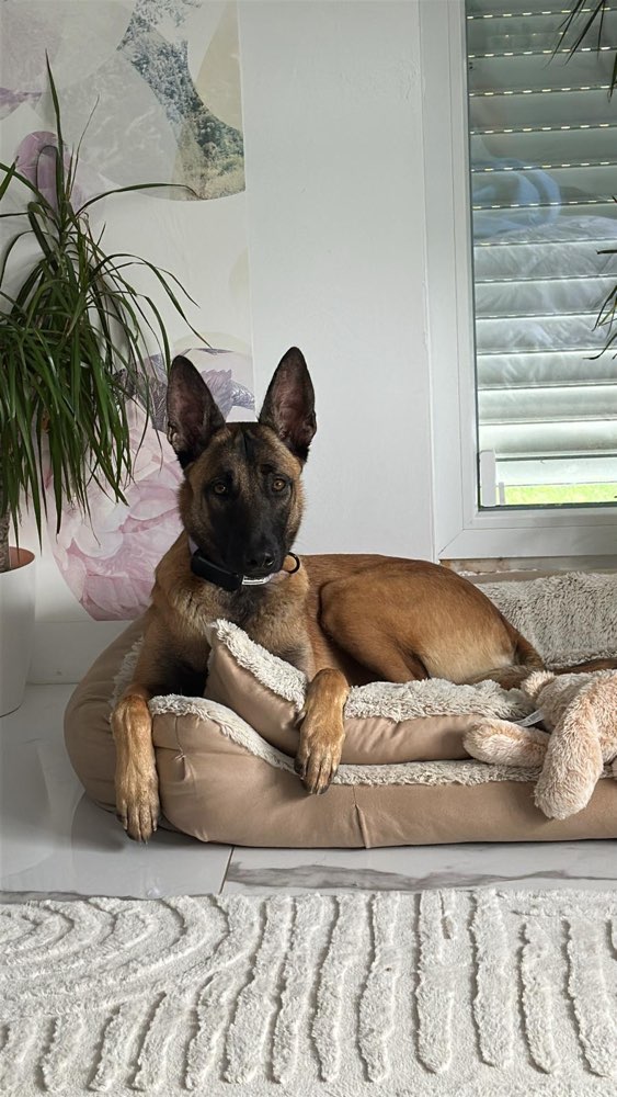 Hundetreffen-Suche Spielpartner für meine 10 Monate alte Malinois Hündin :)-Profilbild