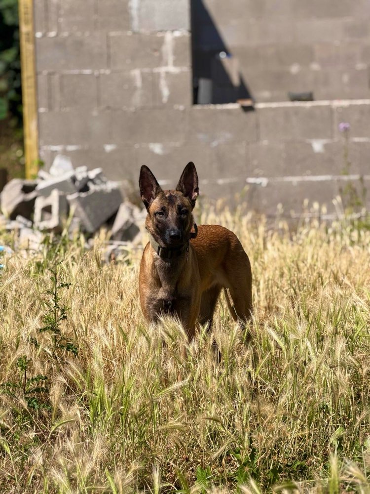 Hundetreffen-Kontrollierter Hunde Kontakt Gesucht.-Profilbild