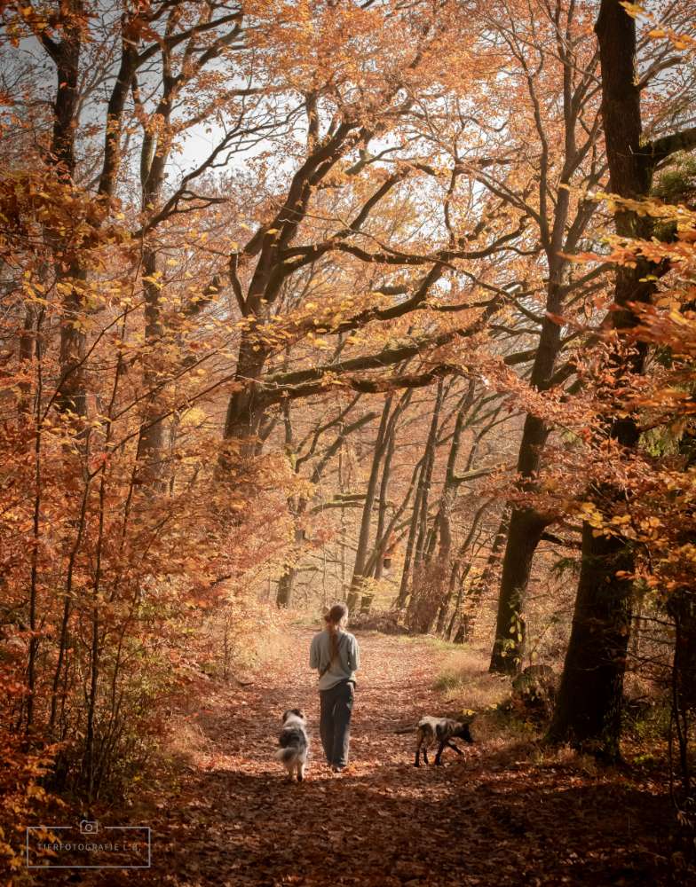 Hundetreffen-Trainings-Treff und Sozial-Walk-Profilbild