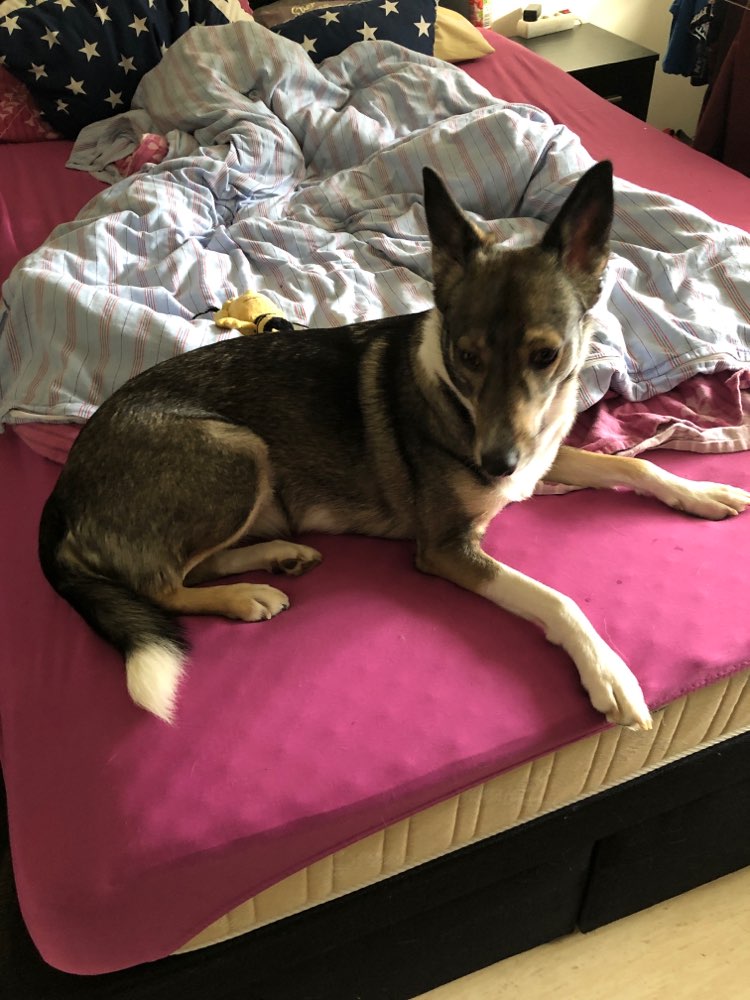 Hundetreffen-Gassi Runde in setterich wolfsgasse-Profilbild