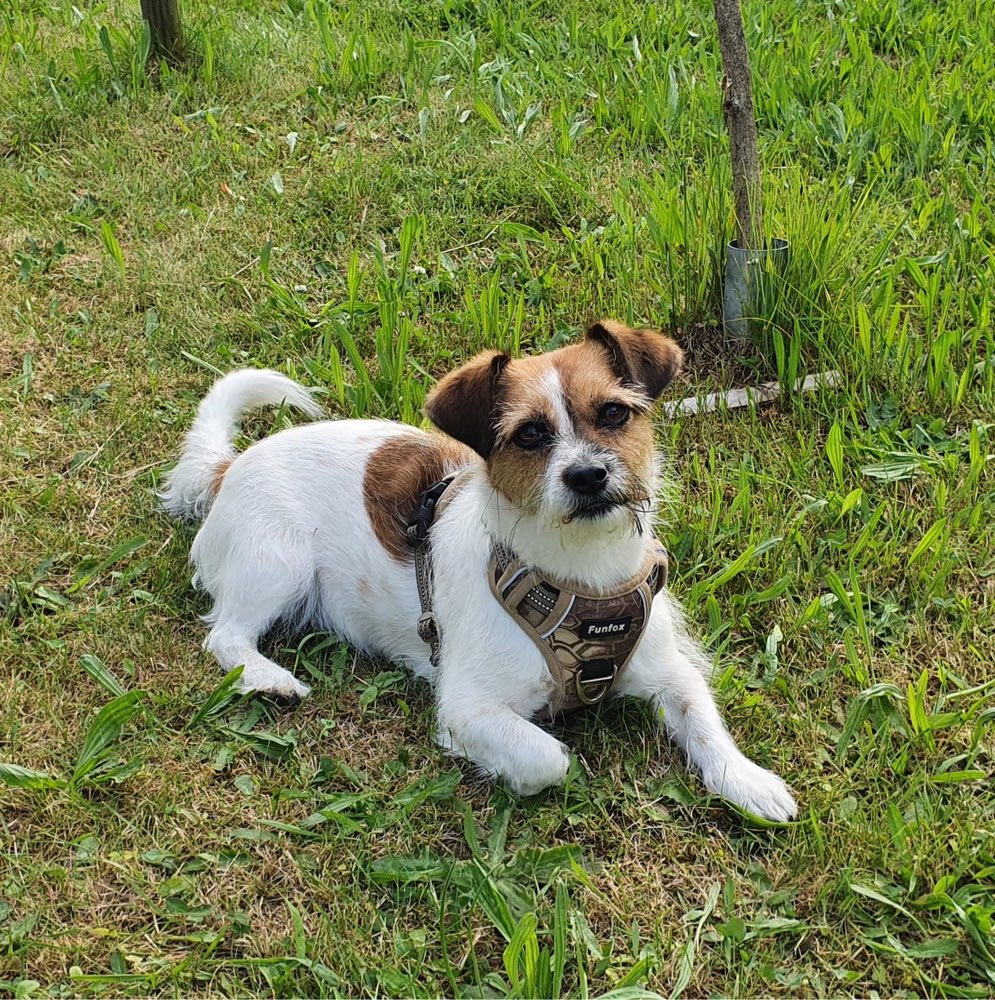 Hundetreffen-Gassirunden rund um Darmstadt-Profilbild