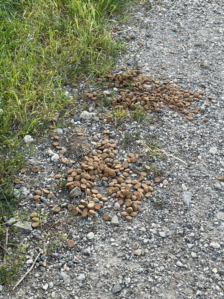 Giftköder-Ausgelegtes Trockenfutter-Profilbild