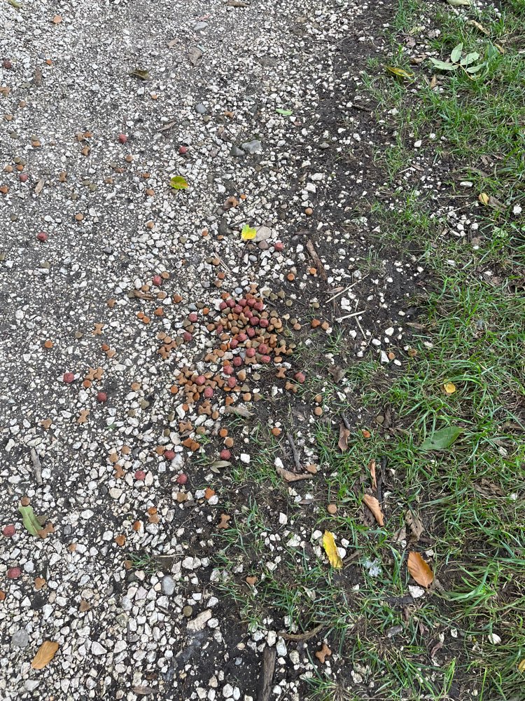 Giftköder-Trockenfutter verstreut-Profilbild