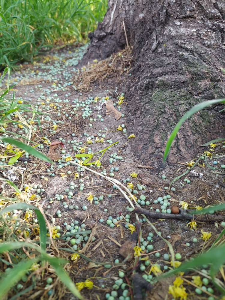 Giftköder-Giftiger Dünger-Profilbild