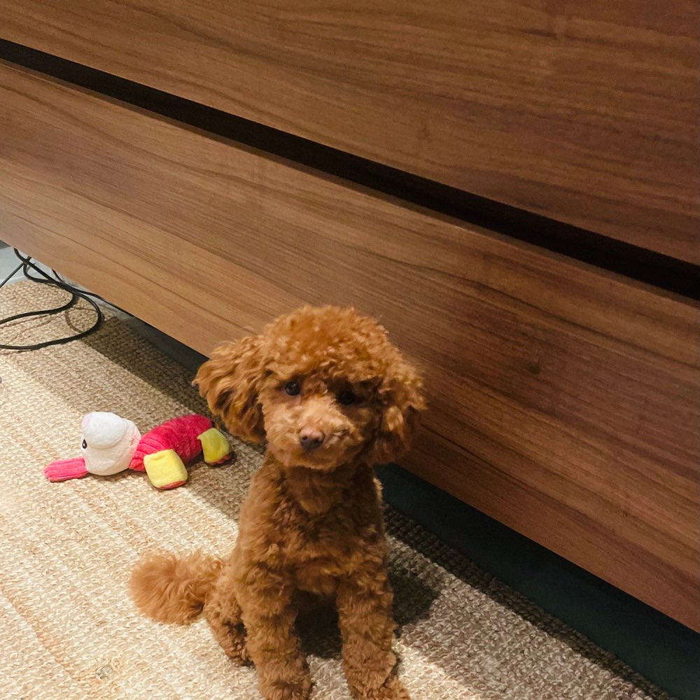 Hundetreffen-Toypudel/ Zwergpudel treffen in Hamburger Osten-Profilbild