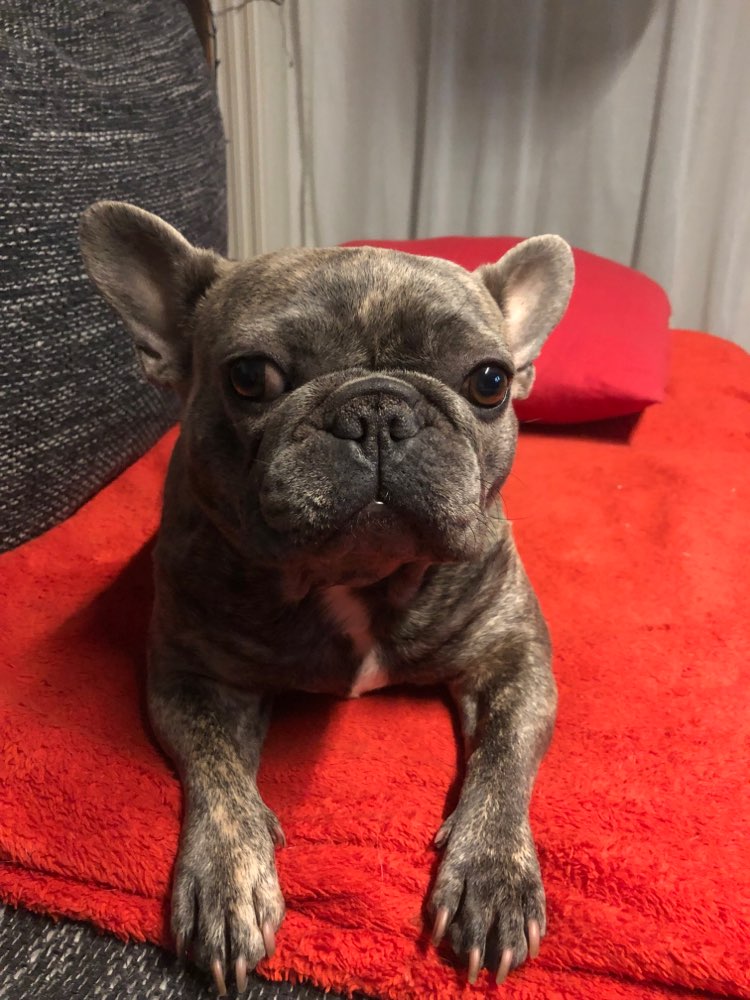 Hundetreffen-Gemeinsame Gassirunde-Profilbild