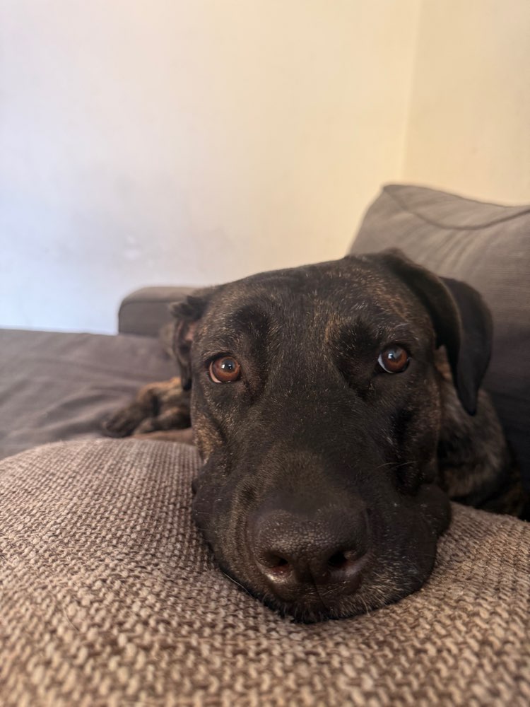 Hundetreffen-Spaziergänge in Bad Ems-Profilbild