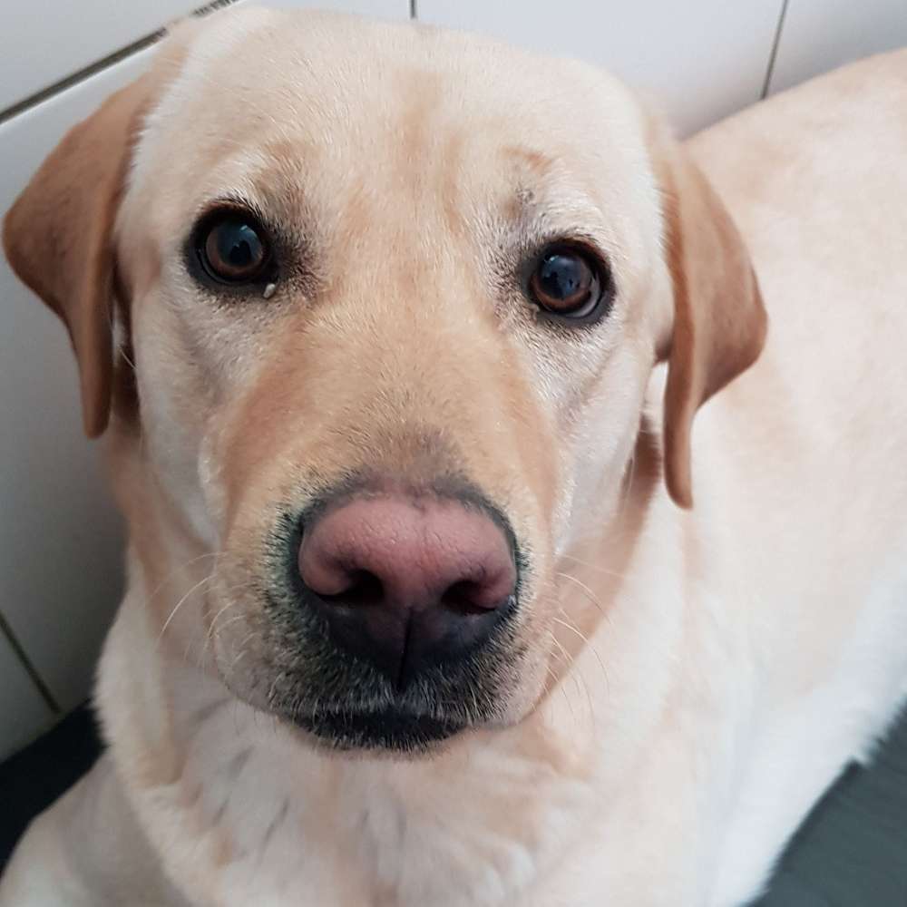 Hundetreffen-Spielbuddy gesucht-Profilbild