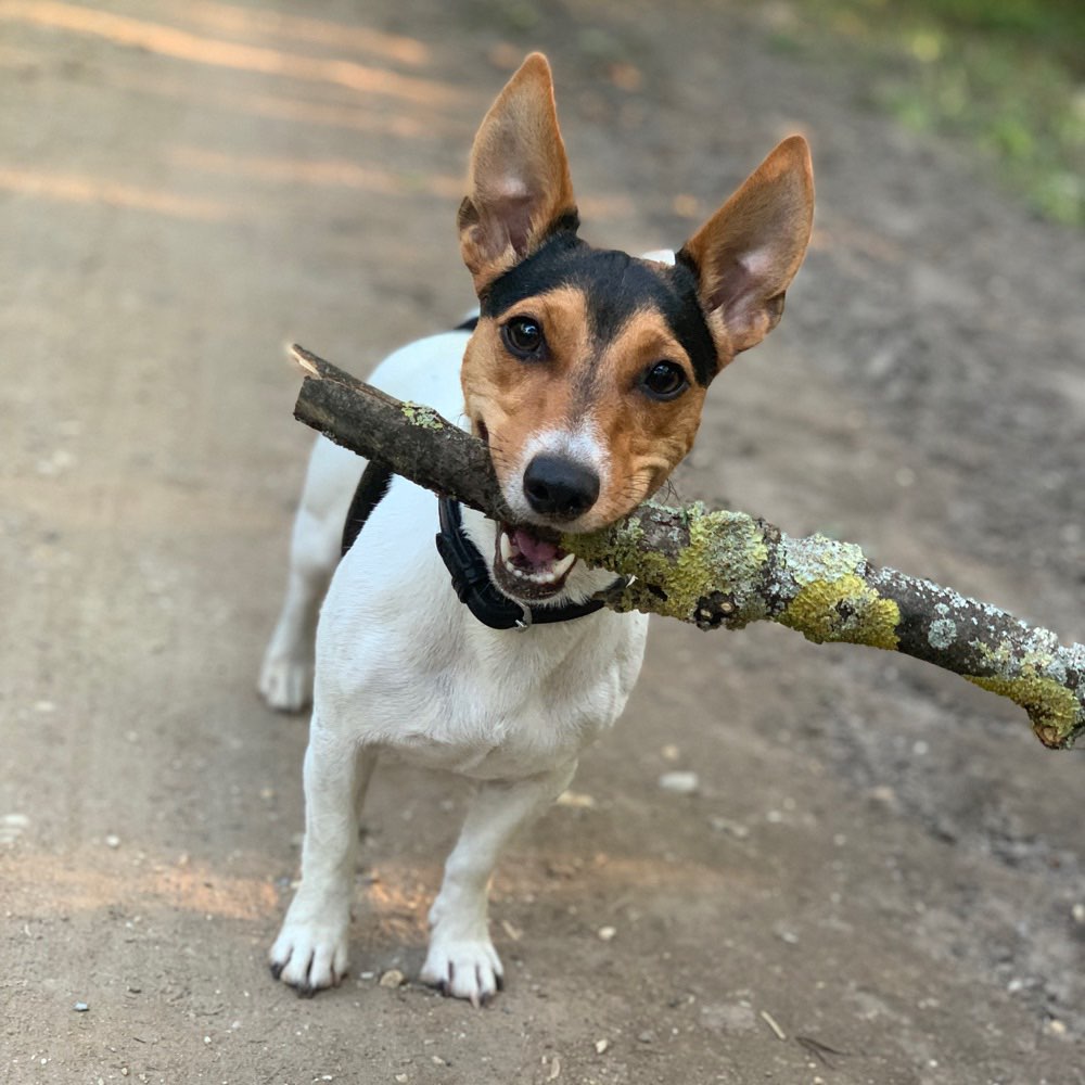 Hundetreffen-Jundhundespielstunde-Profilbild
