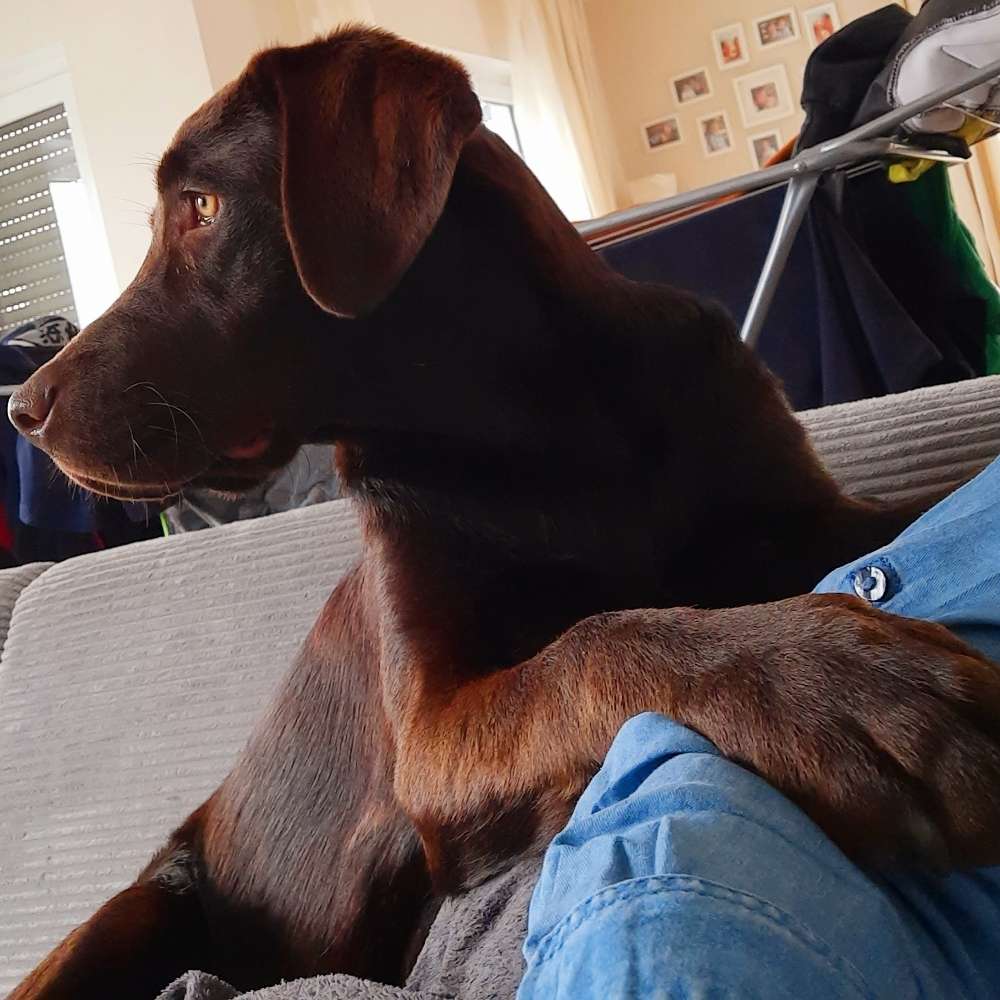 Hundetreffen-Spielkameraden gesucht-Profilbild