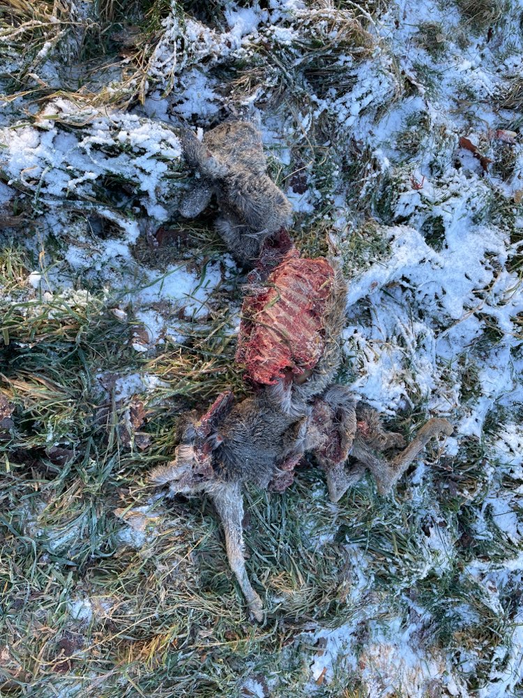 Giftköder-Totes Reh auf Hunde Wiese-Profilbild