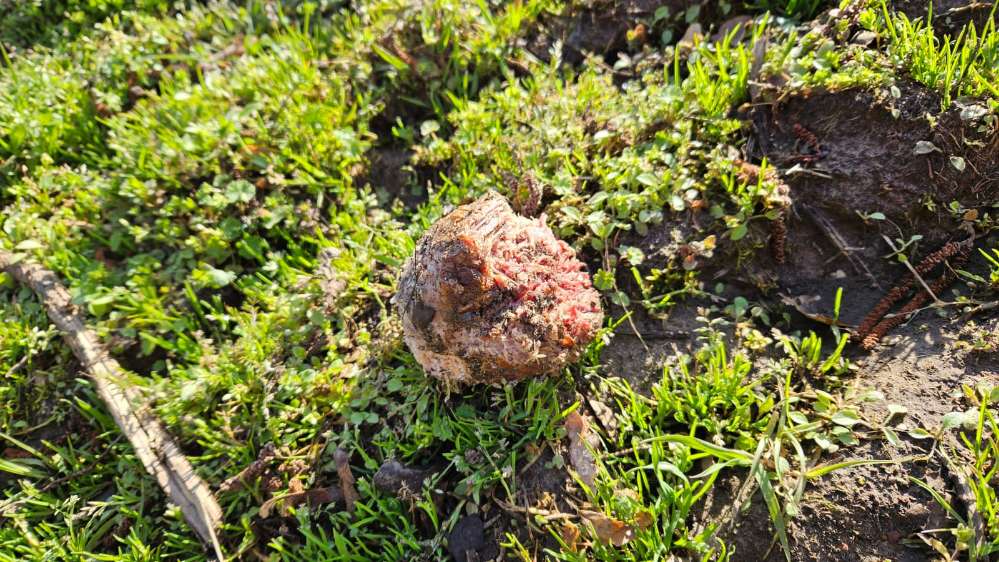 Giftköder-Evtl. Giftköder Fleischklobs-Profilbild