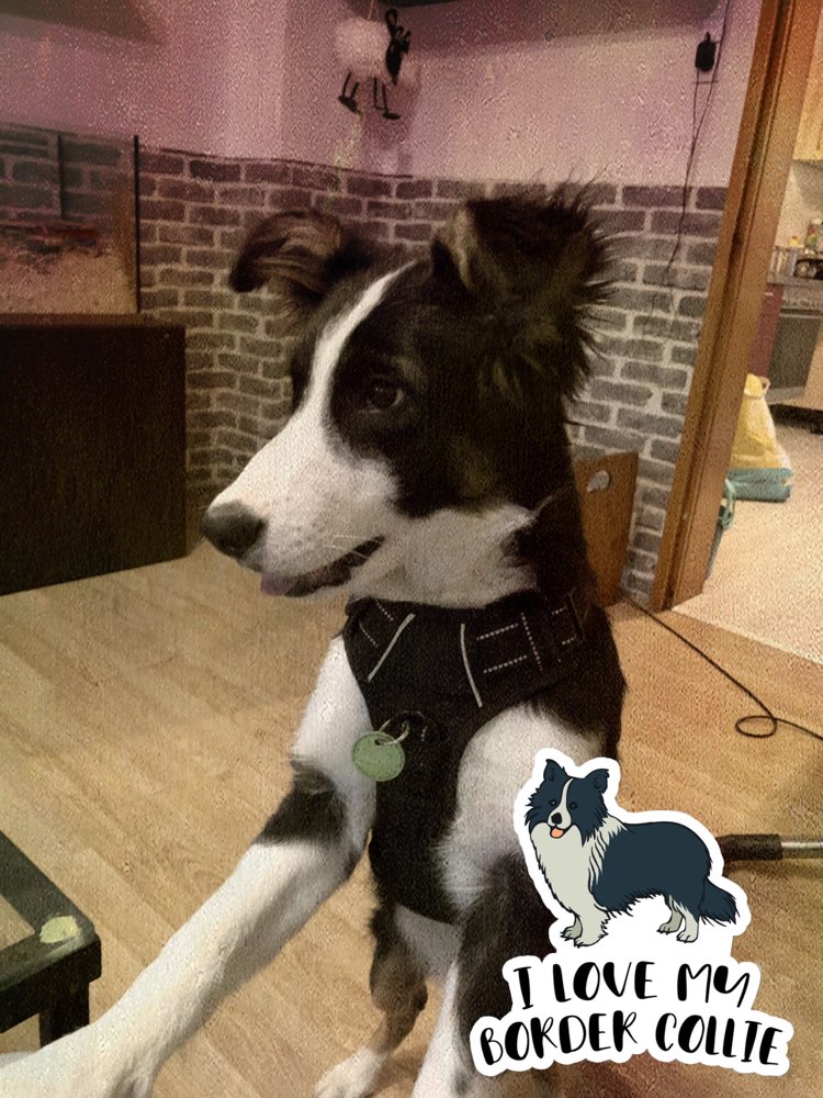 Hundetreffen-Spazieregänge und Spieltreffen-Profilbild