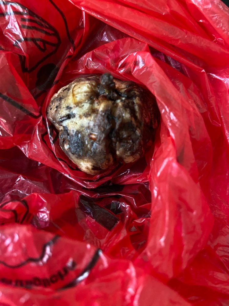 Giftköder-Eventuell Giftköder-Profilbild