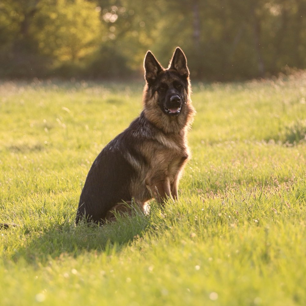 Hundetreffen-Spielfreunde/Trainingspartner/Gemeinsame Spaziergänge-Profilbild