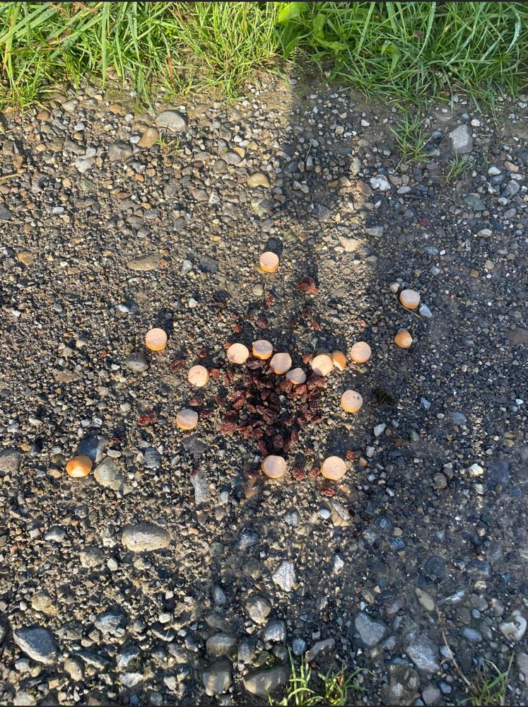 Giftköder-Würstchen mit Weintrauben-Profilbild