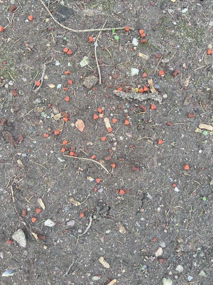 Giftköder-Verstreute Leckerlies-Profilbild