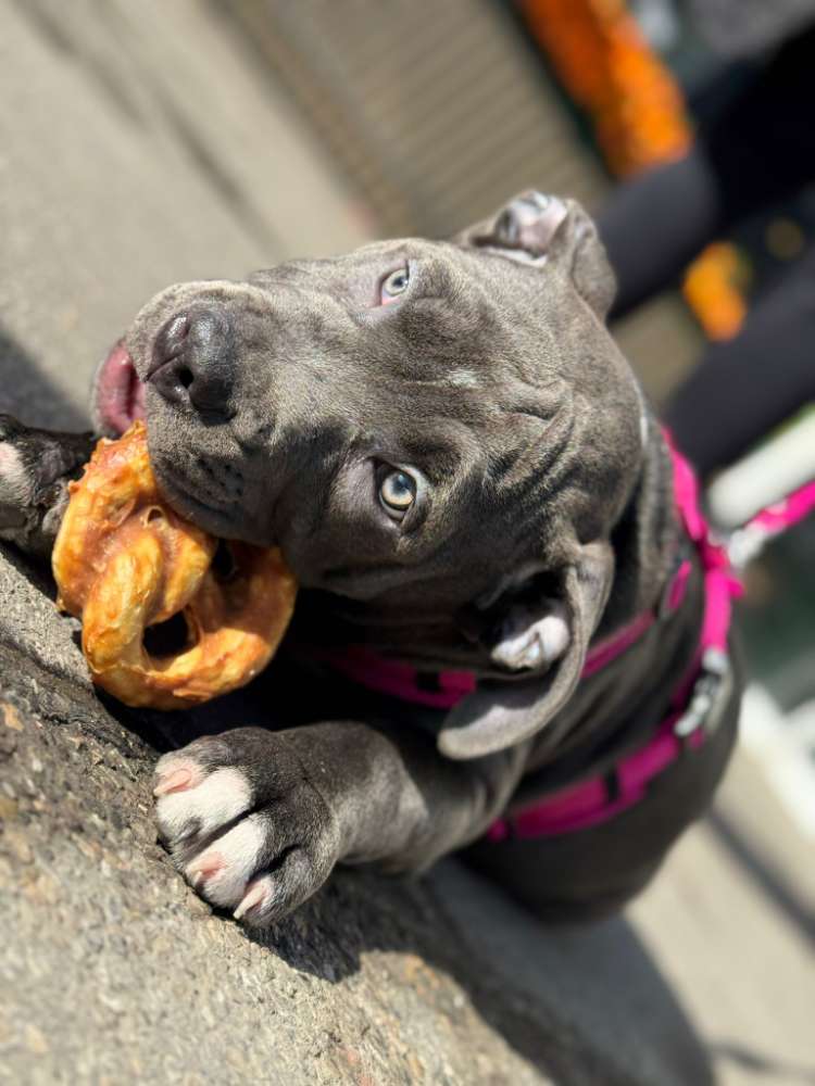 Hundetreffen-Welpentreffen-Profilbild