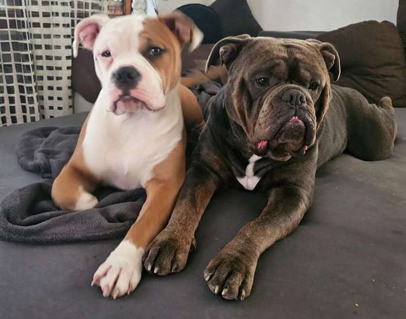 Hundetreffen-Am liebsten Standhafte Hunde die auch Körperbetont spielen ☺️-Profilbild