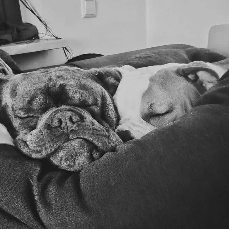 Hundetreffen-Am liebsten Standhafte Hunde die auch Körperbetont spielen ☺️-Profilbild