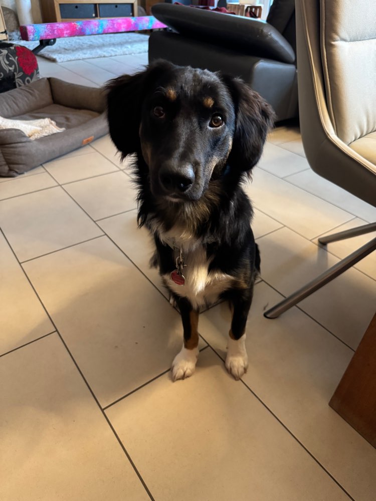 Hundetreffen-Junghunde Spaziergänge-Profilbild