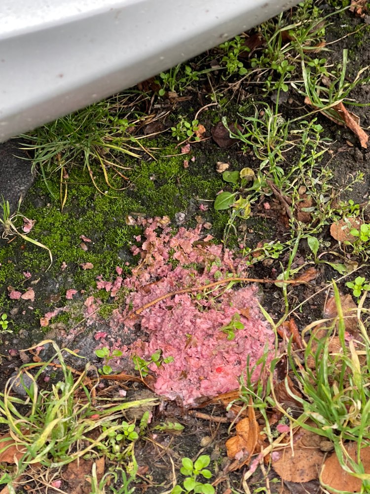 Giftköder-Möglicher Giftköder-Profilbild