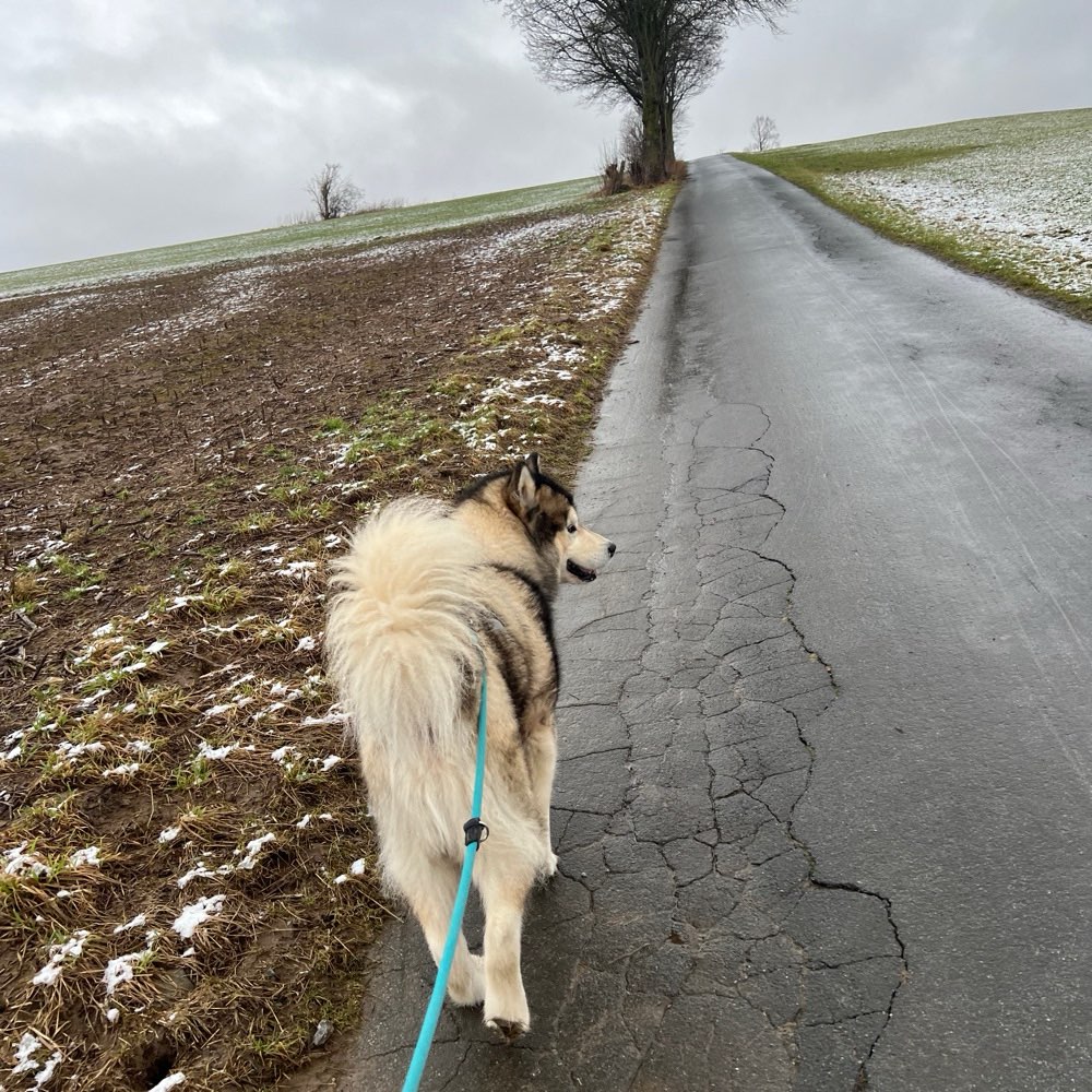 Hundetreffen-Gassirunde zum kennenlernen-Profilbild