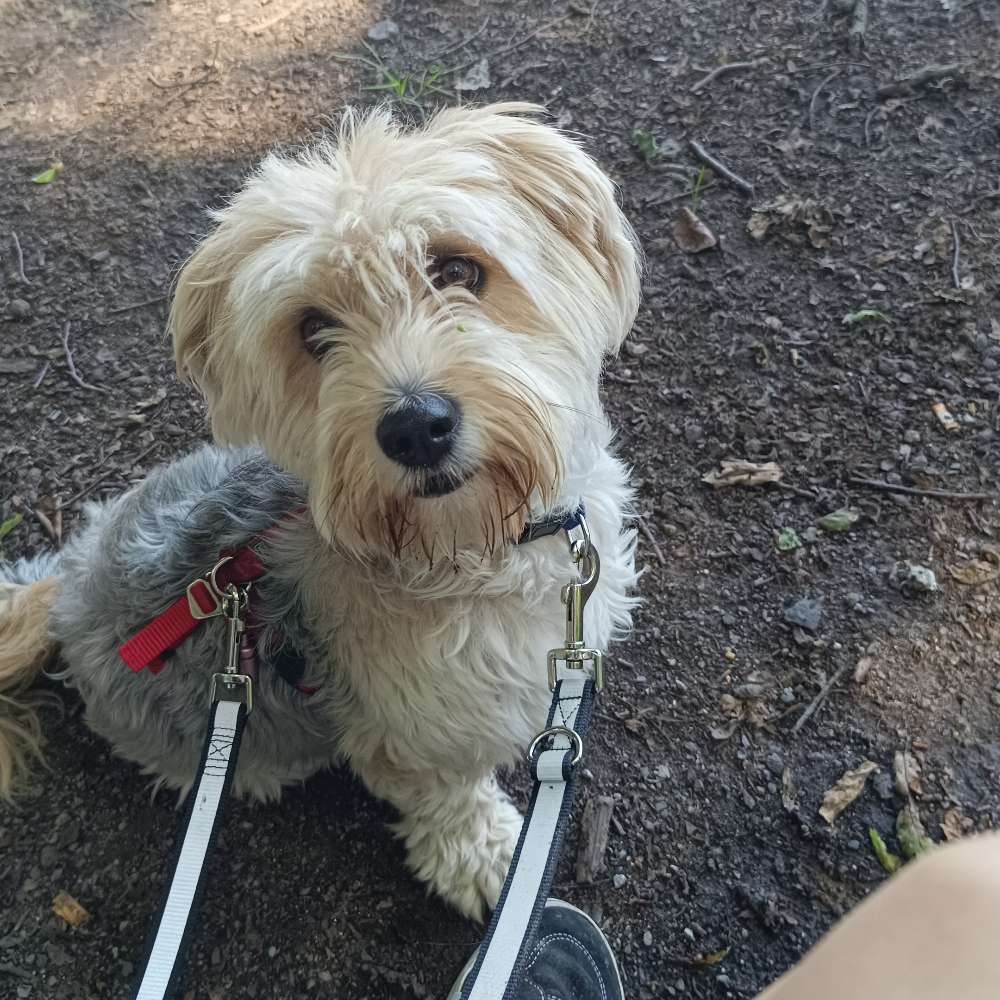 Hundetreffen-Hundebegegnungen üben und gemeinsames Spazierengehen-Profilbild