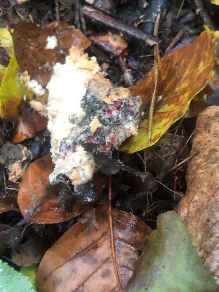 Giftköder-Giftköder-Profilbild