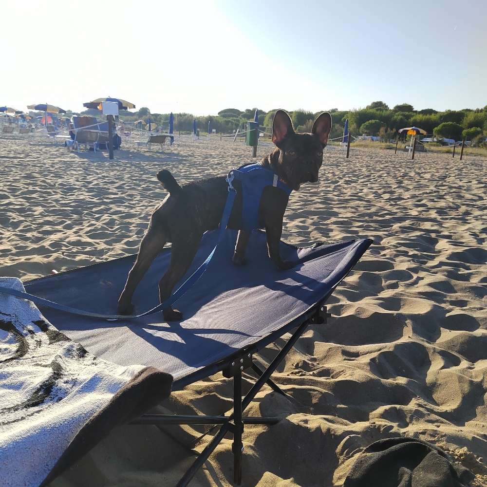 Hundetreffen-Spielfreunde für Kuba gesucht-Profilbild