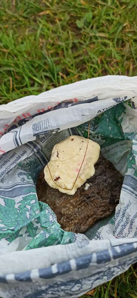 Giftköder-Giftköder-Profilbild