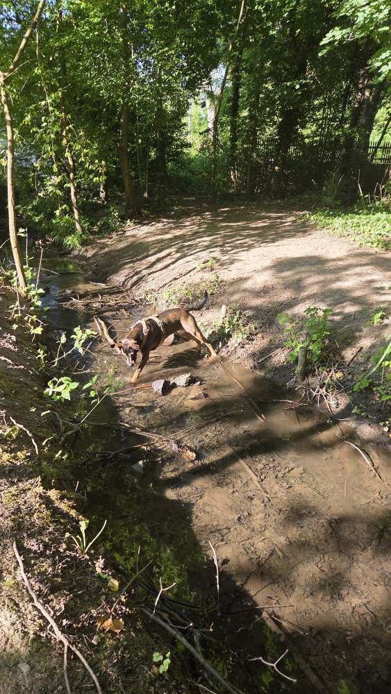Hundetreffen-Gassirunde-Profilbild