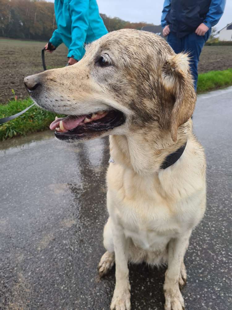 Hundetreffen-Labrador-Treff-Profilbild