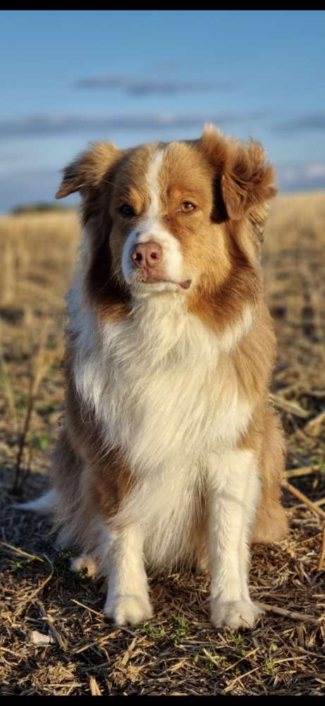 Hundetreffen-Gassirunden oder Unternehmungen-Profilbild