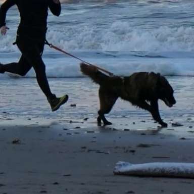 Hundetreffen-Canicross-Profilbild