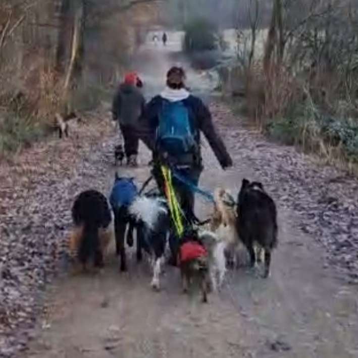 Hundetreffen-Social Walks (Ohne Trainer) Von privaten Menschen-Profilbild