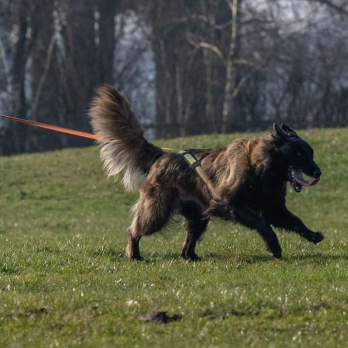 Hundetreffen-Canicross-Profilbild