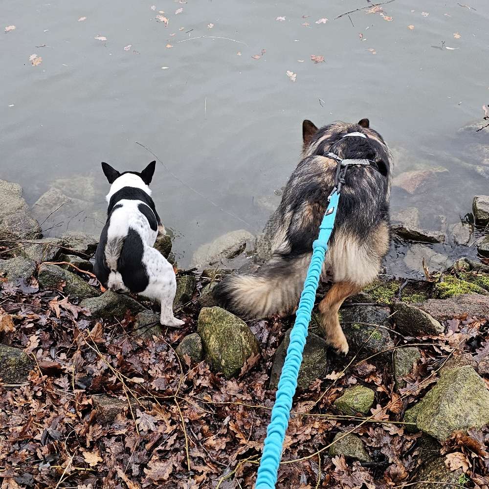 Hundetreffen-Canicross-Profilbild