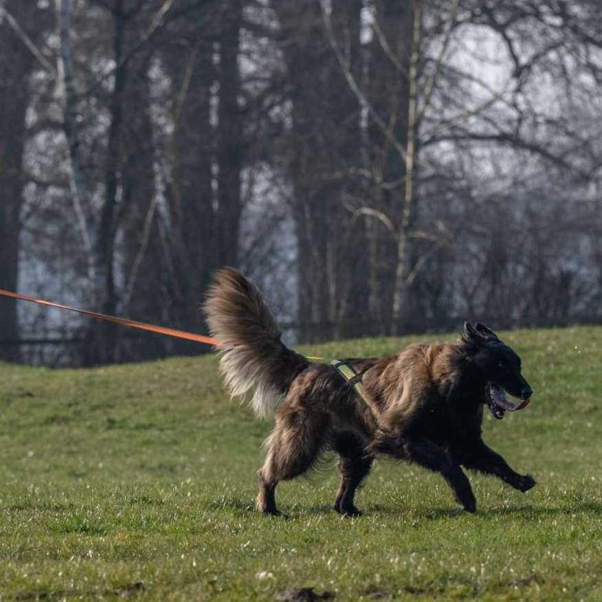 Hundetreffen-Canicross-Profilbild