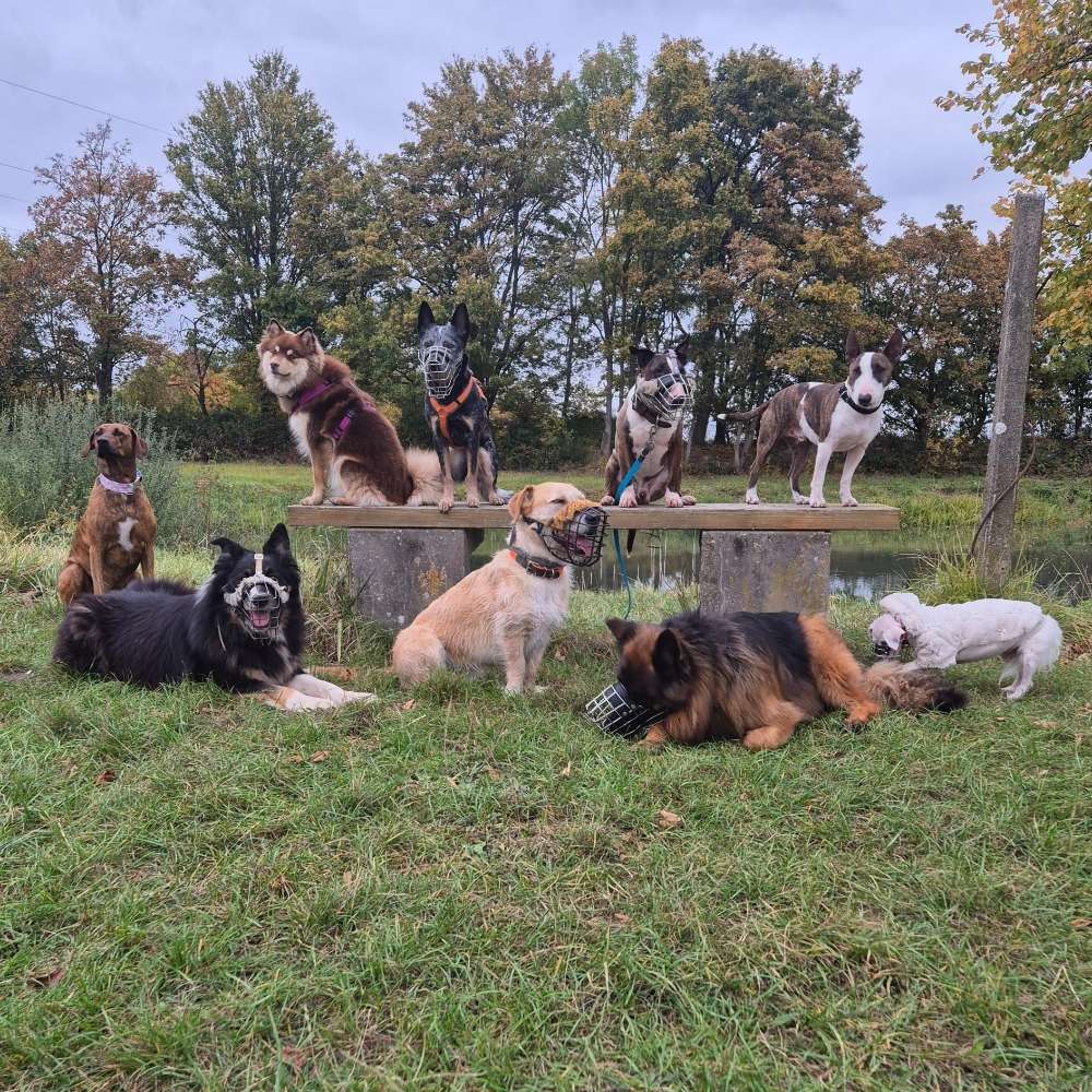 Hundetreffen-Social Walks und Training (Ohne Trainer)-Profilbild