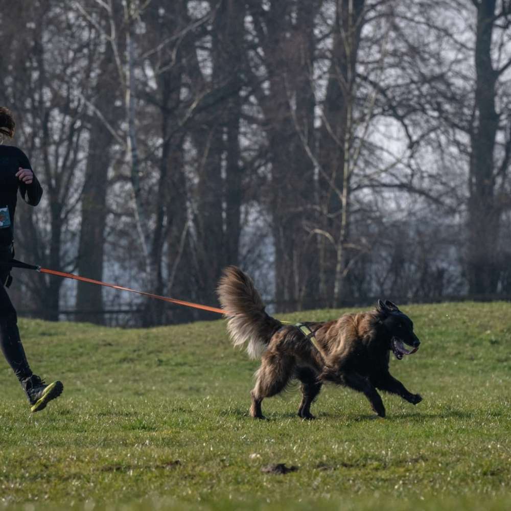 Hundetreffen-Zughundesport Canicross-Profilbild