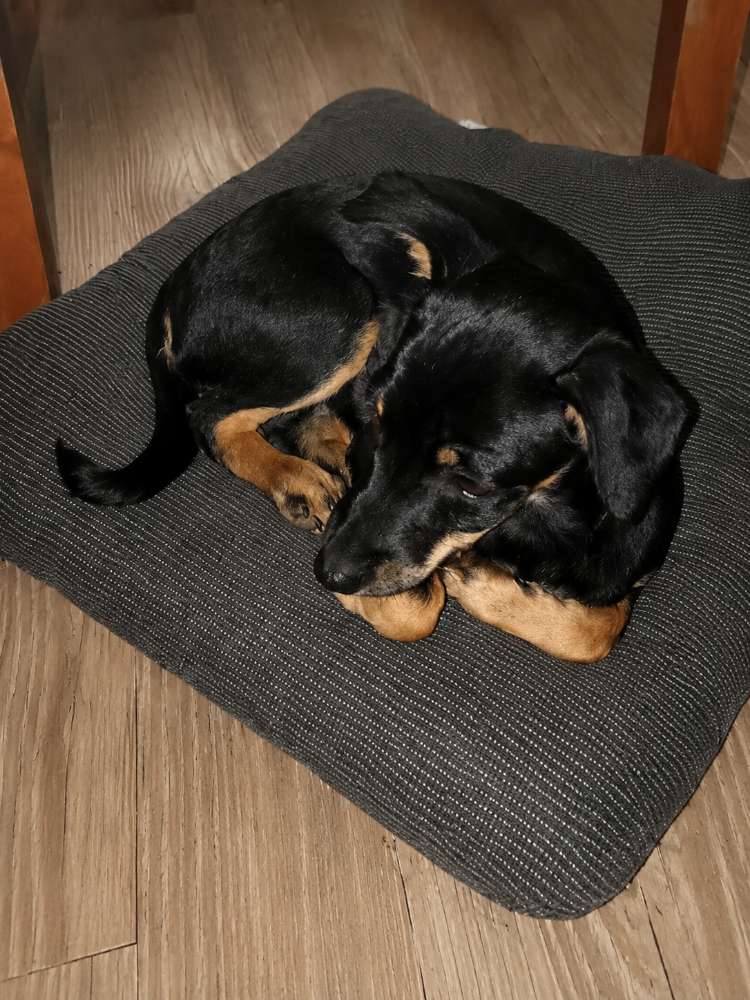 Hundetreffen-Spiel treffen/Gassitreffen-Profilbild
