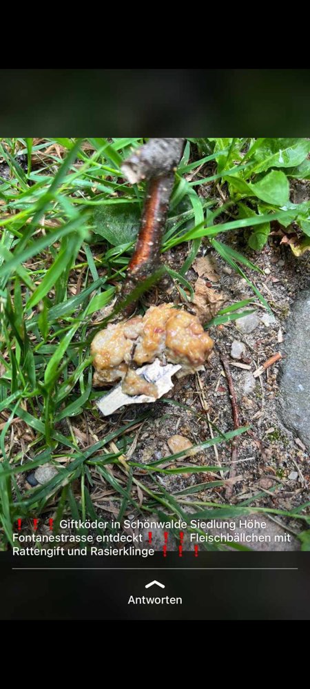 Giftköder-Fleischbällchen mit Rasierklinge-Profilbild