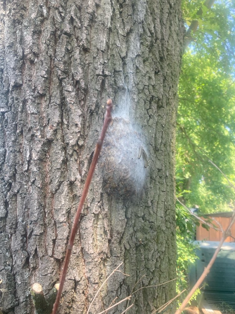 Giftköder-Eichenprozessionsspinner-Profilbild