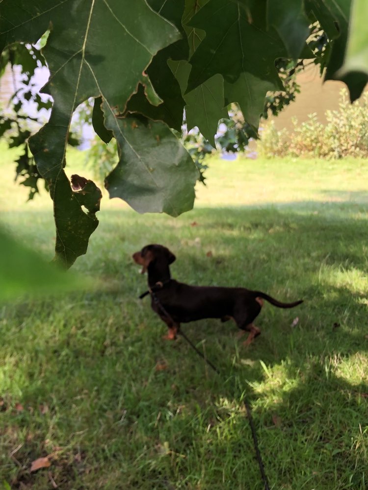 Hundetreffen-Dackeltreff-Profilbild