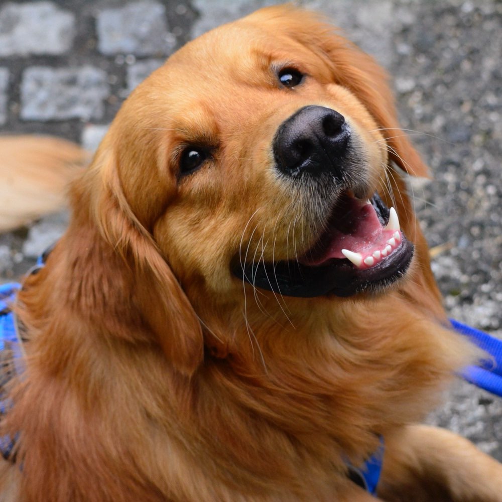 Hundetreffen-Suche Spielgefährte-Profilbild