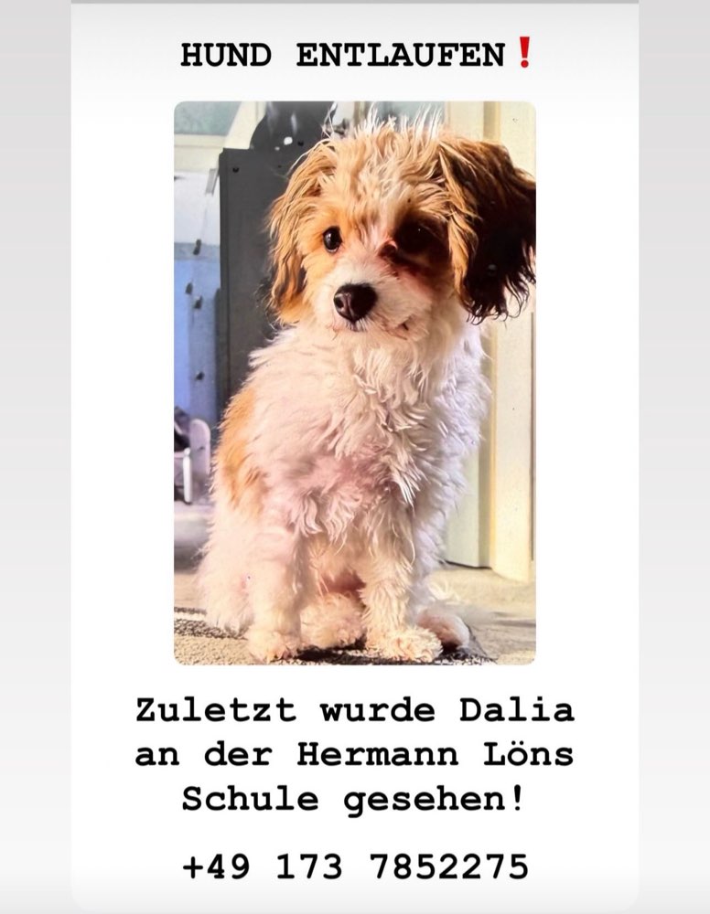 Suchmeldung-Dalia-Profilbild