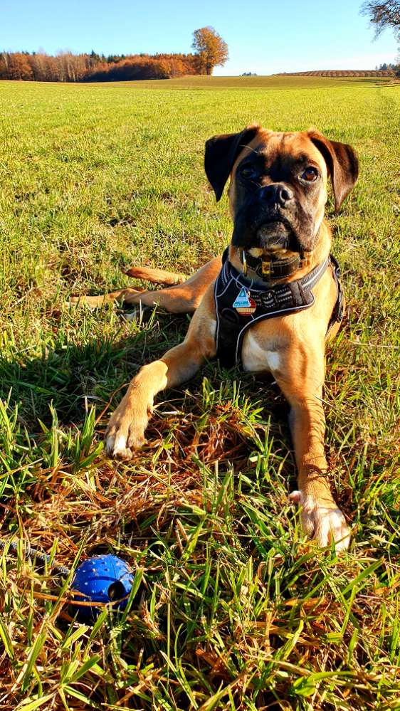 Hundetreffen-Wilde Spielrunde-Profilbild