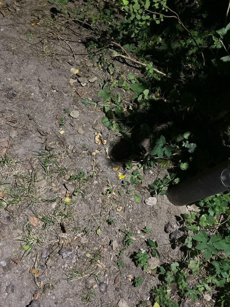 Giftköder-Essensreste inkl Hühnerknochen-Profilbild